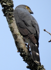Accipiter tachiro tachiro