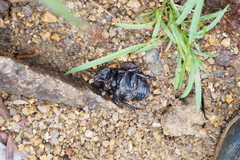 Trichogomphus mongol