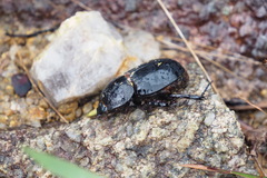 Trichogomphus mongol