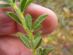 Psoralea uncinata