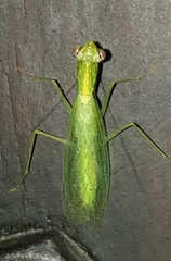 Tropidomantis gressitti