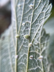 Celticecis acuminata