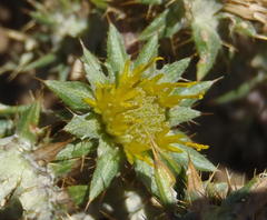 Berkheya pinnatifida