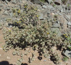 Berkheya pinnatifida