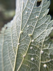 Celticecis acuminata