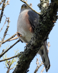 Accipiter tachiro tachiro
