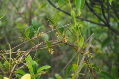 Alyxia sinensis