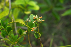Alyxia sinensis