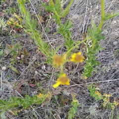 Jacobaea ferganensis