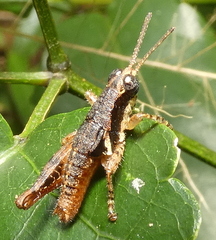 Eujivarus meridionalis