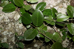 Hoya australis australis