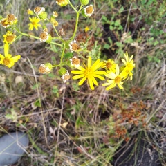 Jacobaea ferganensis