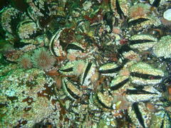 Choromytilus meridionalis