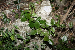 Hoya australis australis