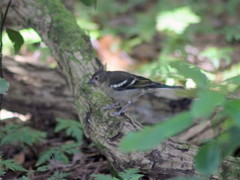 Fringilla coelebs canariensis
