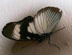 Hypolimnas anthedon wahlbergi