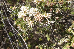 Agathosma giftbergensis