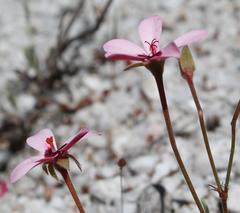 Pelargonium capillare