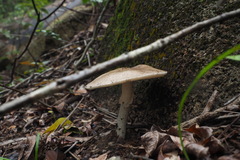 Amanita pseudoporphyria