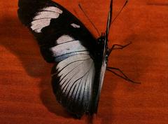 Hypolimnas anthedon wahlbergi