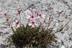 Pelargonium capillare