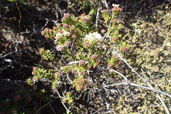 Agathosma giftbergensis