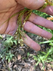 Carex lancea