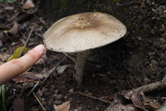 Amanita pseudoporphyria