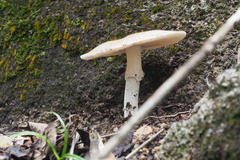 Amanita pseudoporphyria