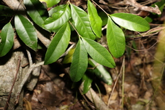 Loeseneriella barbata
