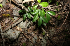 Loeseneriella barbata