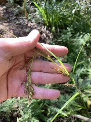 Carex lancea