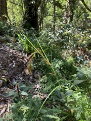 Carex lancea