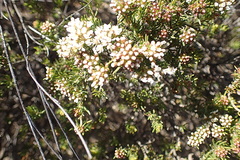 Agathosma giftbergensis