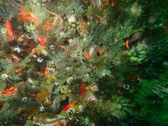 Pentacta doliolum