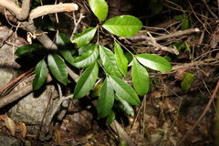 Loeseneriella barbata