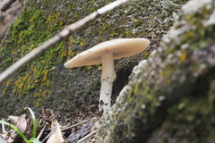 Amanita pseudoporphyria