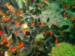 Pentacta doliolum