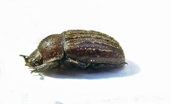 Aesalus scarabaeoides