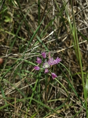 Allium drummondii