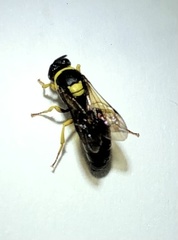 Hylaeus pictus