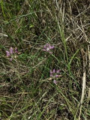 Allium drummondii