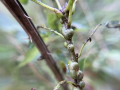 Neuroterus rileyi