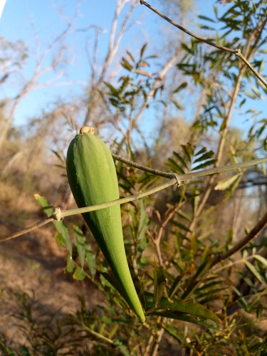 Leptadenia madagascariensis