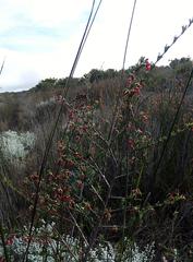 Hermannia joubertiana