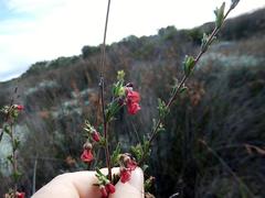 Hermannia joubertiana