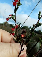 Hermannia joubertiana