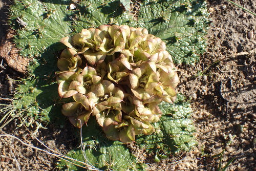 Image of Paper Bearpaw (Arctopus monacanthus) by no rights reserved