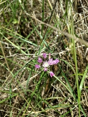 Allium drummondii