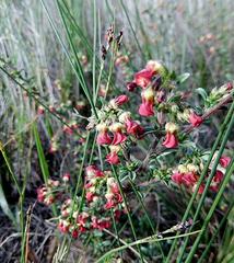 Hermannia joubertiana